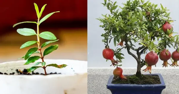 Dal seme allo splendore: L’arte di coltivare il melograno in vaso