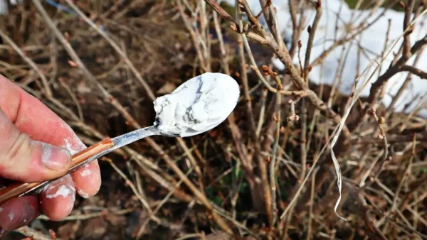 Date ai vostri ribes 2 cucchiai di questo nutriente in primavera: la resa raddoppierà e i frutti saranno più dolci!