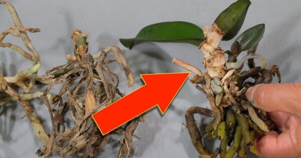 Date nuova vita alla vostra orchidea! – Non butterò via l’orchidea ma proverò QUESTO