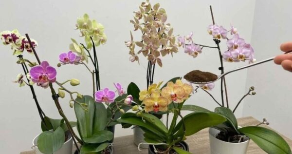 Datene un po’ alla vostra orchidea, che produrrà una marea di fiori nel giro di poche ore.