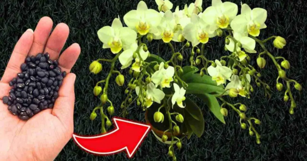 Desideri una fioritura costante e garantita delle orchidee? Preparane un cucchiaio