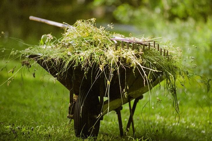 Herbicida fuerte: 11 consejos para acabar con las malas hierbas 2 Maleza