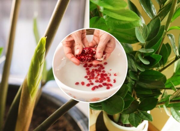 Dopo il rinvaso, la tua zamiokulkas ha smesso di crescere? Innaffiatela con acqua vitaminica, e vedrete che spunteranno tante nuove foglie.