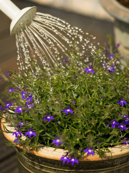 Dopo questa magica annaffiatura, le piante non smettono di fiorire: Tutti chiedono la ricetta!