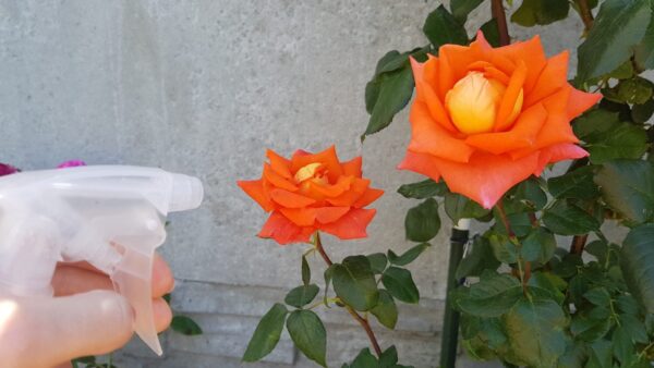 Dopo questo fertilizzante, tutti i fiori sbocciano come per magia: perfetto per le piante d’appartamento e per il giardino!