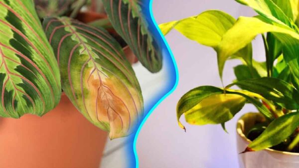 Dovresti potare le punte delle foglie delle piante quando diventano marroni?