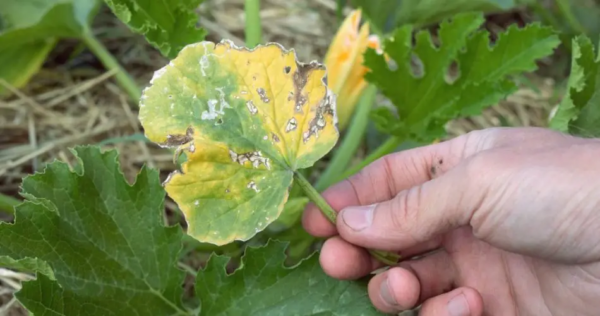 Dovresti tagliare le foglie gialle dalle zucchine? Dettagli e consigli dai giardinieri.