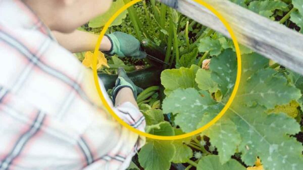 Dovresti tagliare le foglie ingiallite dalle zucchine? Ecco la risposta degli esperti!