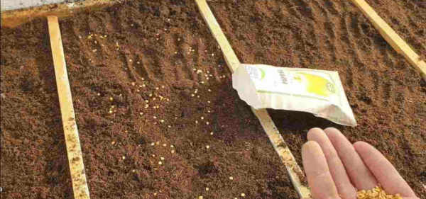 ECCO COME RISCALDARE IL SEMENATO PER FAR GERMINARE PIÙ FACILMENTE LE PIANTE