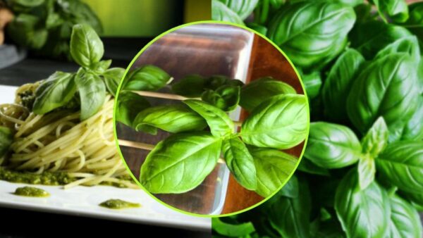 ERBACCE, ATTENZIONE A QUESTA: NON FATE QUESTO GRANDE ERRORE SE LA INCONTRATE | CRESCE IN OGNI GIARDINO