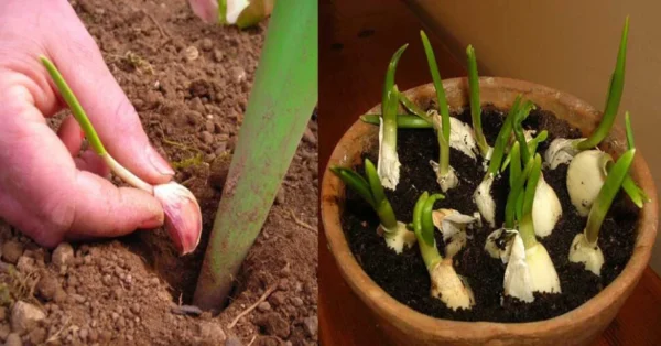 Ecco alcuni consigli di giardinaggio per coltivare l’aglio all’infinito