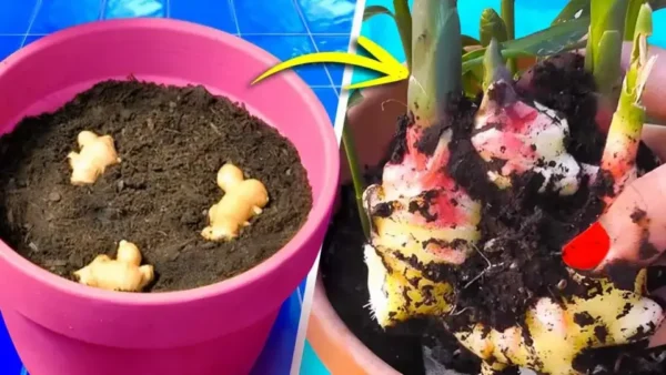 Ecco come coltivare lo zenzero in casa per averlo sempre a disposizione.