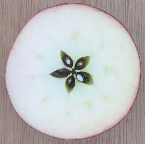 Ecco come coltivare un melo da seme per goderne tutto l’anno