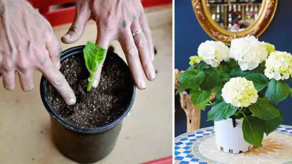 Ecco come coltivare un’ortensia in vaso: un fiore bellissimo che profuma tutta la casa.