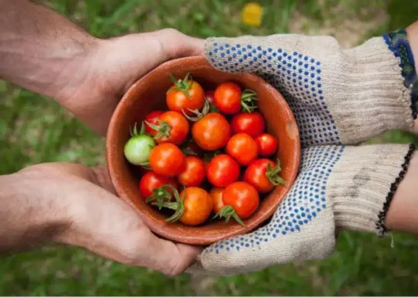 Ecco come i PROFESSIONISTI piantano i pomodori: producono a dismisura e sono resistenti a parassiti, siccità e malattie!