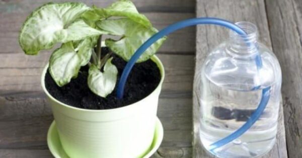 Ecco come innaffio i fiori da lontano quando sono in vacanza: tutto rimane fresco e verde per settimane!