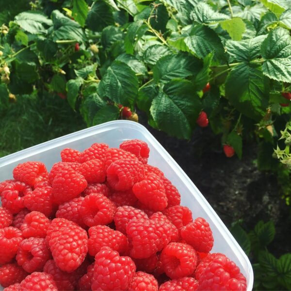 Ecco come potare i lamponi prima dell’inverno: Tra un anno dovrete anche regalarli, tanto sarà grande il raccolto!