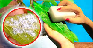 Ecco come sbarazzarti della cocciniglia che sta distruggendo le tue piante