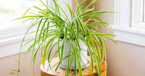 Ecco cosa succede quando il clorofito cresce nella tua casa