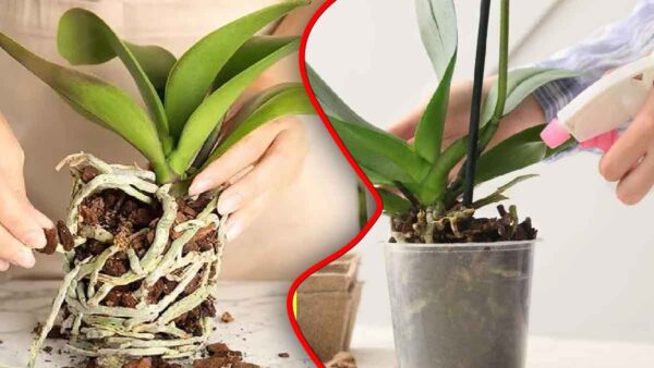 Ecco i miei consigli per salvare un’orchidea morente!