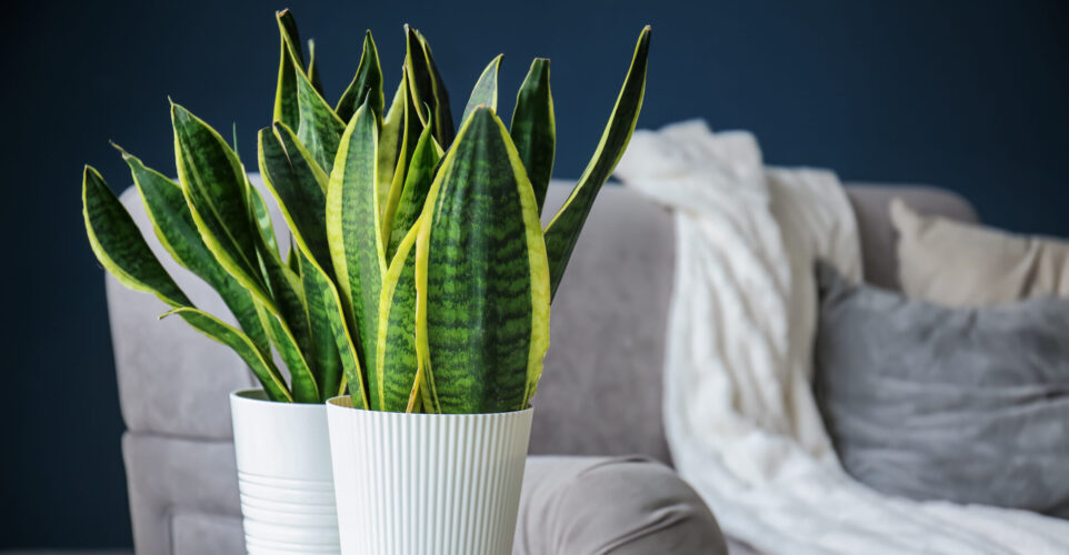 Snake Plant Growth And Care Guide
