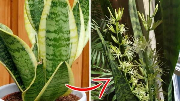 Ecco perché dovreste avere una sansevieria in casa e quali sono le cure di cui ha bisogno per fiorire.