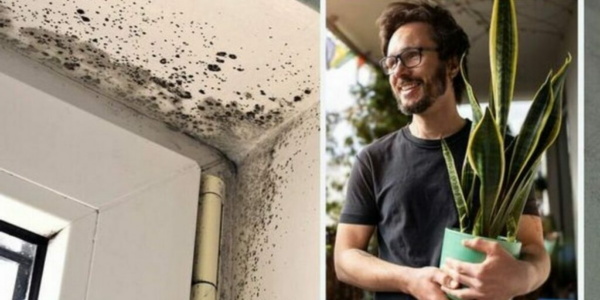 Elimina la muffa e la condensa con queste piante da interno