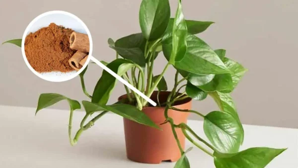 Eliminate i parassiti delle piante e i funghi con la cannella macinata!