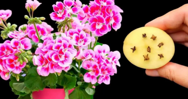 Eliminerà tutti i tuoi fiori e le tue piante dai parassiti: non è mai stato così rigoglioso