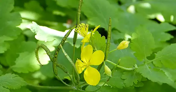 Exploring the Versatile Uses of Chelidonium majus (Greater Celandine)
