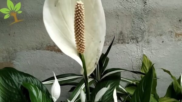 FANTASTICO! Non lo butto più, vale oro per le vostre piante (Guardate l’incredibile risultato)