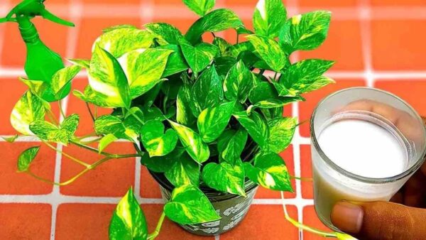 FERTILIZZANTE NATURALE CHE FA CRESCERE TUTTE LE PIANTE: LO TROVI DIRETTAMENTE IN CUCINA