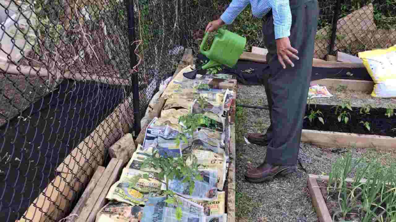 fogli di giornale giardino 