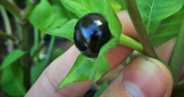 Fai attenzione a questa pianta pericolosa che puoi avere in giardino: è molto tossica