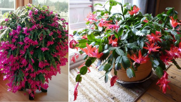 Fai fiorire le tue orchidee tutto l’anno: 4 fertilizzanti infallibili