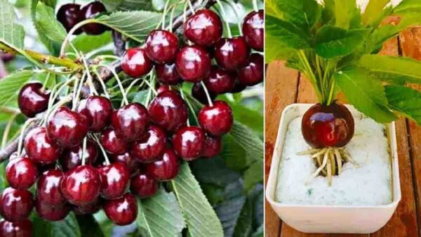 Far crescere un ciliegio in breve tempo è del tutto possibile se segui questo consiglio del giardiniere!