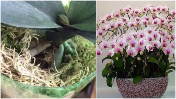 Fate rinascere la vostra orchidea con questo metodo efficace e collaudato – Le orchidee tornano a splendere