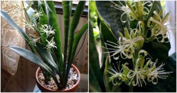 Fenomeno raro e rarissimo – come far fiorire la lingua di vostra suocera: facili istruzioni passo dopo passo