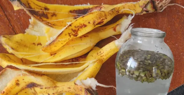 Fertilizzante BIOLOGICO e conveniente, ottimo per tutte le PIANTINE, piante d’appartamento e altre colture. Diciamo qualche parola sulla buccia di BANANA