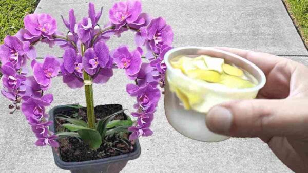 Fertilizzante casalingo super potente: versatelo sulle piante per mantenerle sane e rigogliose