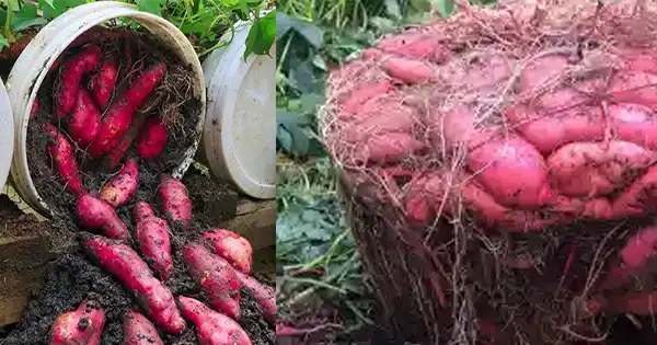 Fertilizzanti fatti in casa per una crescita rigogliosa delle patate dolci in contenitore