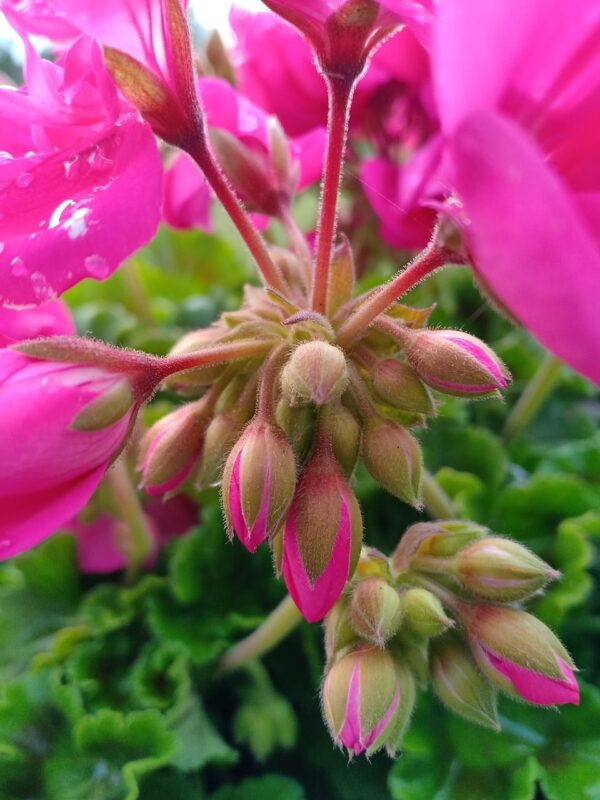 Finalmente so come svernare i GERANI affinché siano perfettamente belli in primavera: Il metodo più semplice SENZA FATICA!