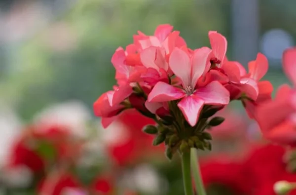 Finalmente so come svernare i miei moscardini per renderli perfettamente belli in primavera