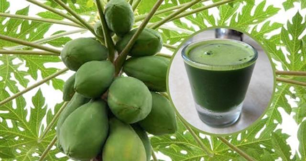 Foglie di papaya: prodotto miracoloso contro il cancro, la digestione .