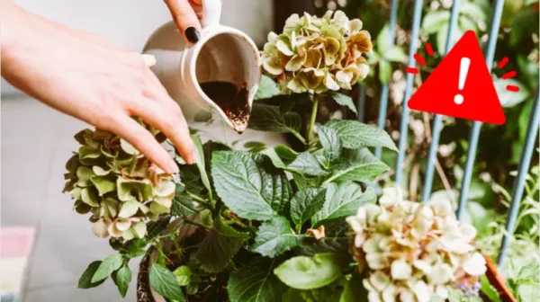 Fondi di caffè in giardino: 7 errori che possono uccidere le piante
