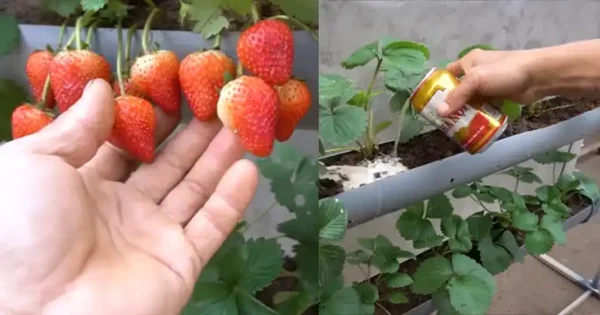 Fragole appese: Un tubo, 2 ingredienti segreti