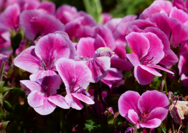 Geranio: 3 fertilizzanti naturali per una fioritura generosa