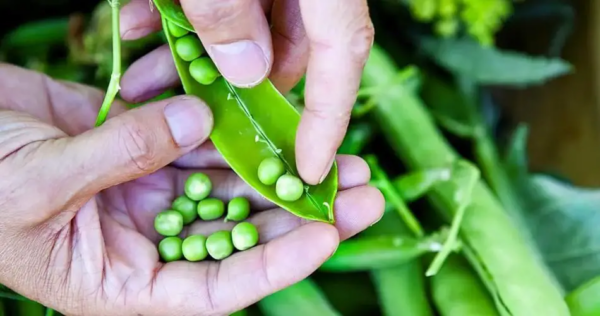 Giardinaggio: come coltivare i piselli?