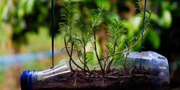 Giardinaggio sostenibile: coltivare peperoni in bottiglie di plastica