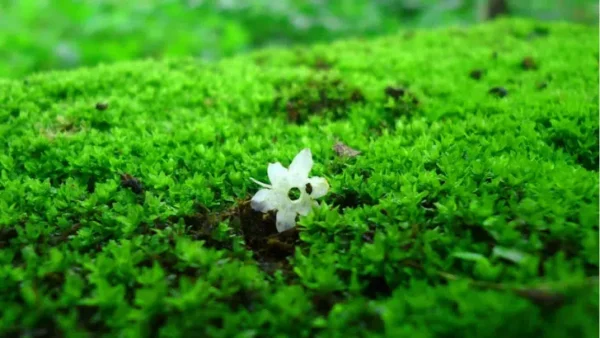 Giardino: 5 consigli per eliminare definitivamente il muschio